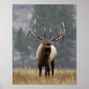 Póster Alce macho bramando, Yellowstone NP, Wyoming 2