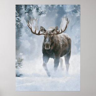Póster Alce Macho Caminando a Través de la Nieve Boreal