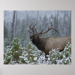 Póster Alce macho en la nieve llamando, bramando, Yellows