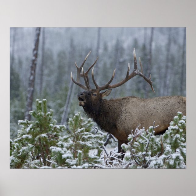 Póster Alce macho en la nieve llamando, bramando, Yellows (Frente)