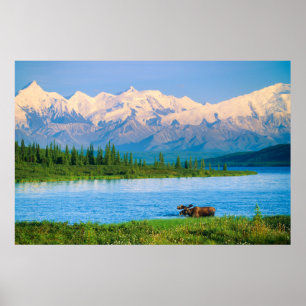 Póster Alce macho en Wonder Lake