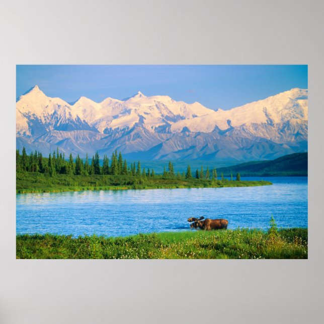 Póster Alce macho en Wonder Lake (Frente)