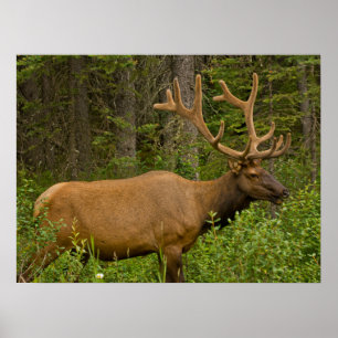 Póster Alce macho Parque Nacional Banff, Alberta, Canad
