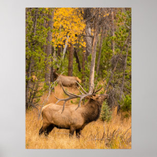 Póster Alce macho   Parque Nacional Montañas Rocosas, Col