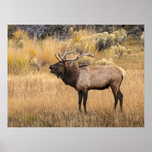 Póster Alce macho | Parque Nacional Yellowstone (Frente)