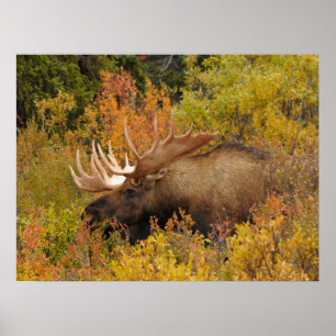Póster Alce Parque Nacional Denali, Alaska