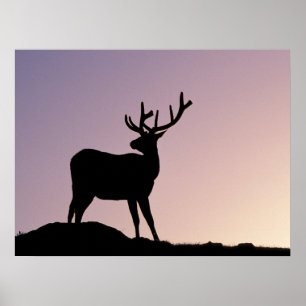 Póster Alce Parque Nacional Montañas Rocosas de Colorado