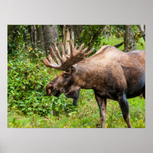Póster Alce Península de Kenai, Alaska
