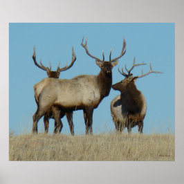Póster Alce Toro E60 Silueteado en el Cielo