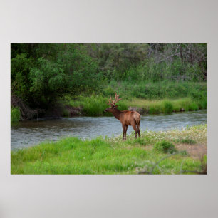 Póster Alce Toro en el National Bison Range, Montana 1
