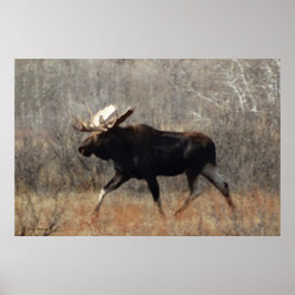 Póster Alce toro M10