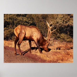 Póster Alce - Un alce comiendo (Nevada)