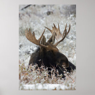 Póster Alces 2 de Shiras Bull