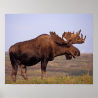 alces, alces alces, toro con grandes cuernos en