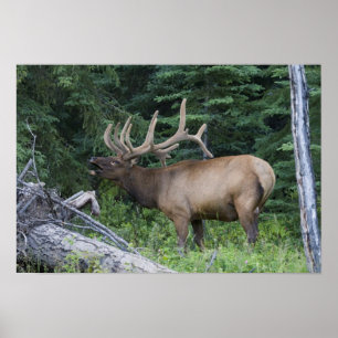 Póster Alces bramando en el Parque Nacional Banff, Canadá