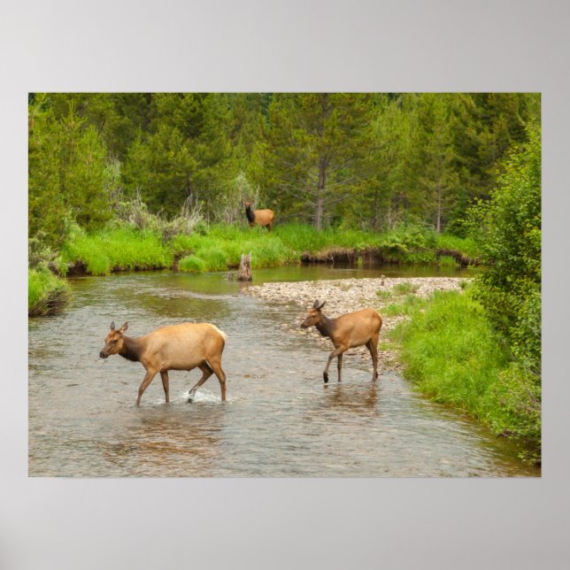 Póster Alces cruzando el río Colorado (Frente)