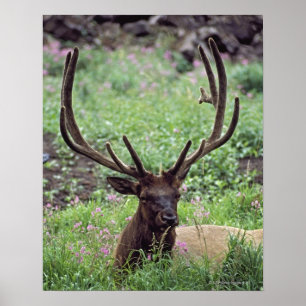 Póster Alces de Bull que descansan en prado alpino con