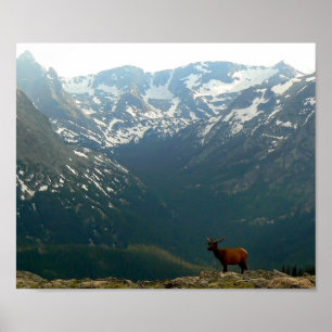 Póster Alces de la montaña rocosa