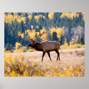 Póster Alces en el Parque Nacional de las Montañas Rocosa