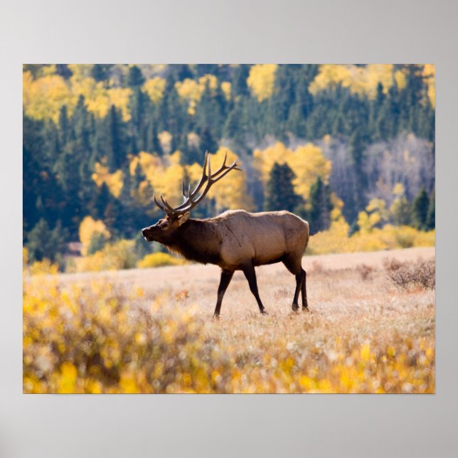 Póster Alces en el Parque Nacional de las Montañas Rocosa (Frente)