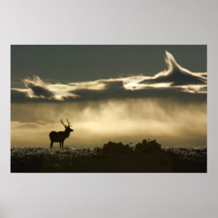 Póster alces en el rmnp de herradura del parque