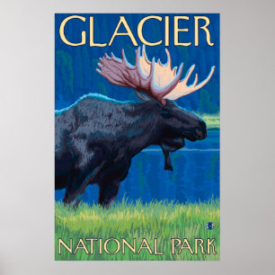 Póster Alces en la noche - Parque Nacional Glacier, TA