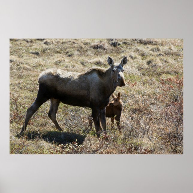 Póster Alces hembra de Alaska con cría (Frente)