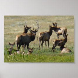 Póster Alces macho E36 y vacas