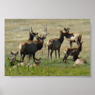 Póster Alces macho E36 y vacas