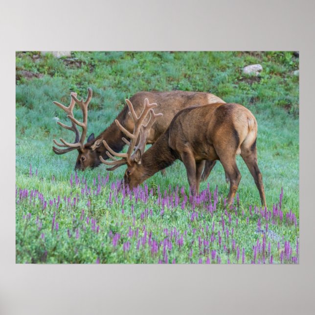 Póster Alces machos Parque Nacional de las Montañas Rocos (Frente)