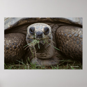 Póster Aldabra Tortoise Grazing