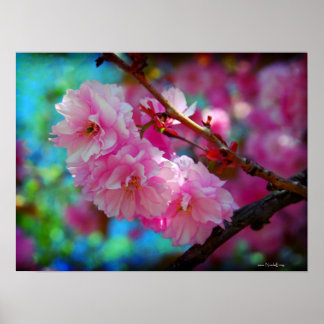 Póster Alegres del verano - flores de cerezo rosas