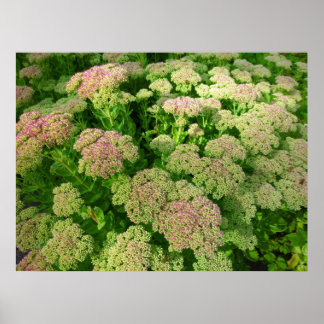 Póster Alegría de sedum de otoño