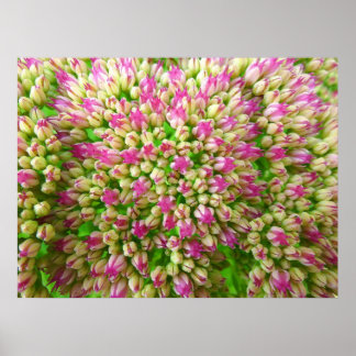 Póster Alegría de sedum de otoño