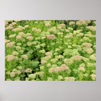 Póster Alegría de sedum de otoño
