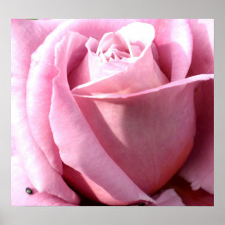 Póster Alegría morada