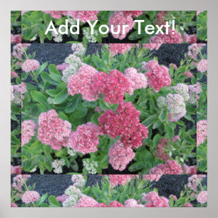 Póster Alegría otoñal Sedum Flagrante Planta Jardín Verde