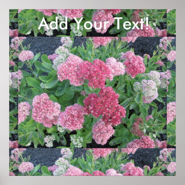Póster Alegría otoñal Sedum Flagrante Planta Jardín Verde (Frente)