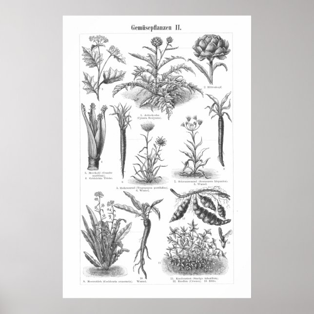 Poster alemán de impresión de verduras de época (Frente)