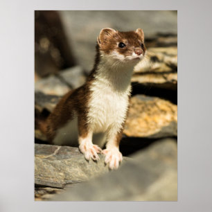 Póster Alert Weasel