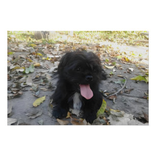 Póster Alerta de Cachorro Adorable