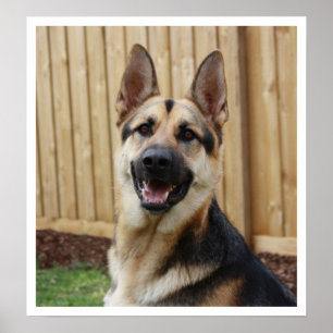 Póster Alerta de sentada de pastor alemán