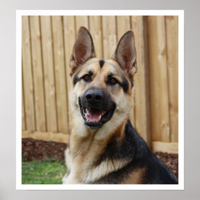 Póster Alerta de sentada de pastor alemán (Frente)