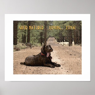 Póster Alerta Labrador de Chocolate en un Sendero del Bos