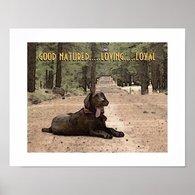 Póster Alerta Labrador de Chocolate en un Sendero del Bos (Frente)