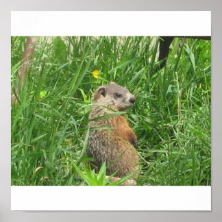 Póster Alerted Groundhog