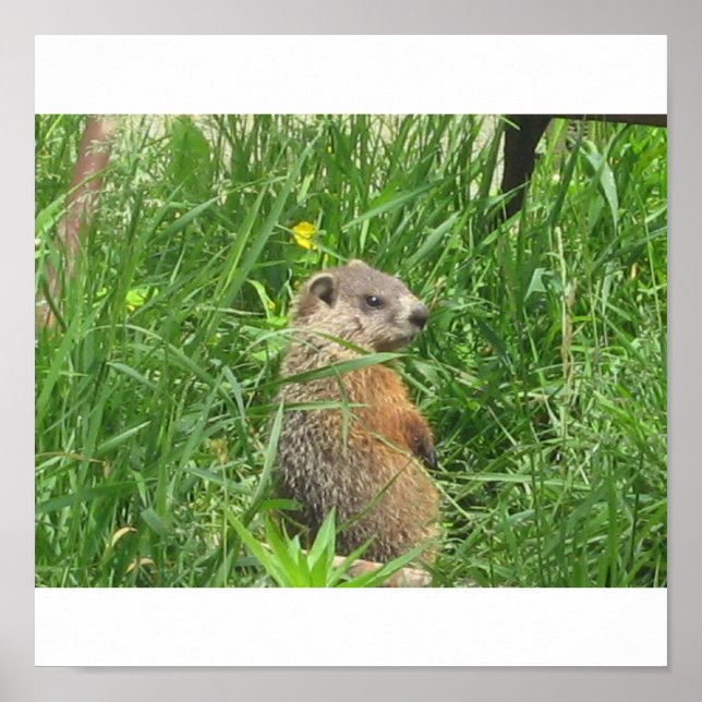 Póster Alerted Groundhog (Frente)