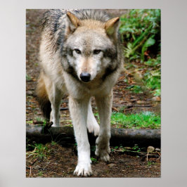 Póster Alfa Wolf