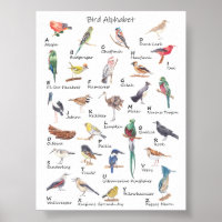 Alfabeto aviano: Poster de A a Z de Aves