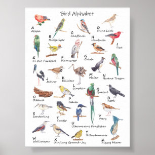 Póster Alfabeto aviano: Poster de A a Z de Aves